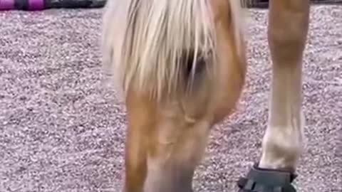 Cute Animals - shorts- cat- horse viral video