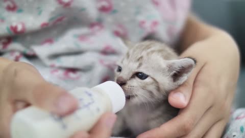 Cat kitten feline milk feeding hungry pet