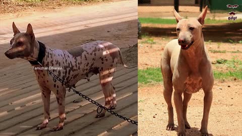Jonangi Dog Facts in English Indian Dog Breed Best Dog Tamizhar Dharavi