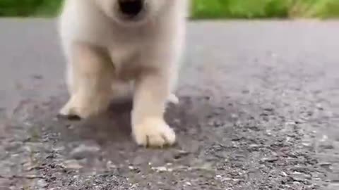 Cute Puppy Plays With Locust insects || satisfying videos