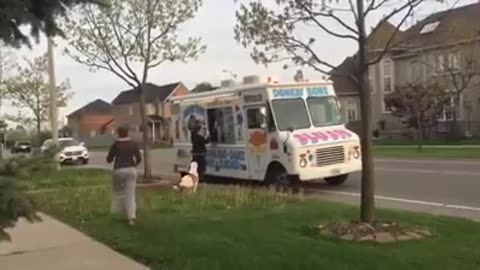 Pit Bull waits for the Ice cream truck