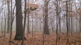 Foggy Fall Morning in Michigan Forest