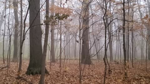 Foggy Fall Morning in Michigan Forest