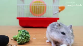 Hari ini Hamtaro Makan Brokoli, Walaipun Tidak Begitu Suka Tatapi Tetap Di Makan -ASMR Makan Wortel