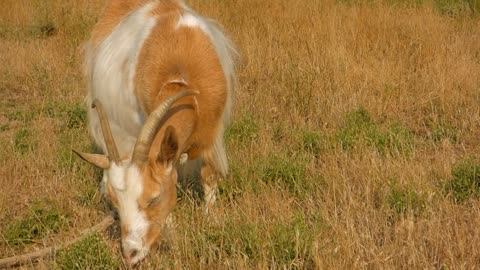 Red Goat With A Large White Spot Goat Grass Eating 🙃🙃