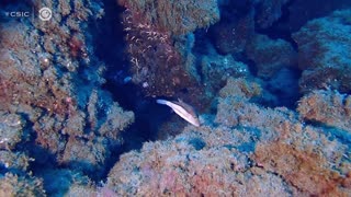 Amazing Footage Shows How Coral Survived Despite Being Centimetres From Palma Volcano Lava