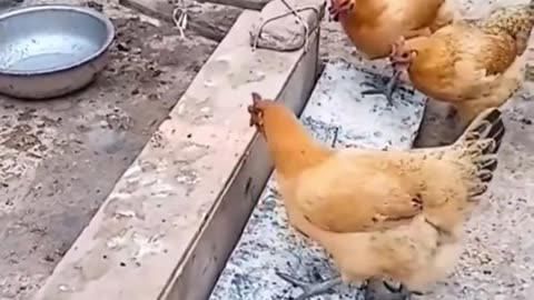 How These Chickens Will Crack You Up