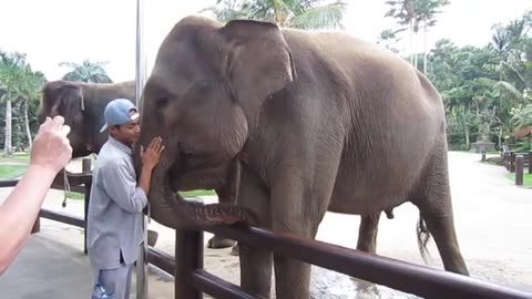 Elephant Mahout love