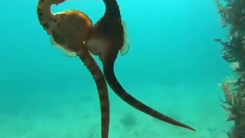 Sea horse mating process