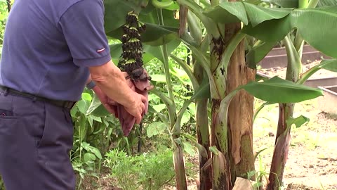 As temperatures rise, a Seoul farmer grows tropical bananas