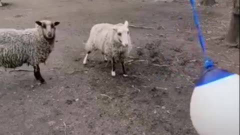 Funny sheep