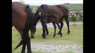 Dartmoor ~ Torcross 2023