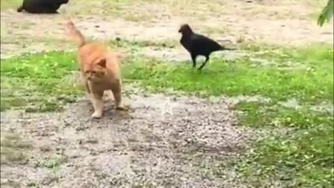 Best Funniest Animal Videos 2023 😅 - Funny Cats And Dogs Videos #2 😂