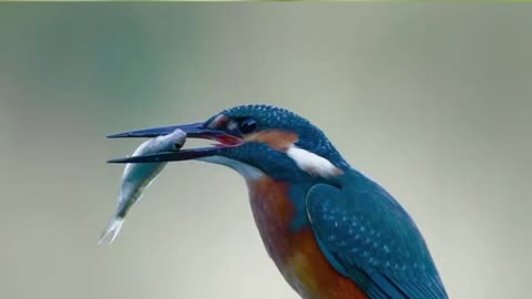 Secrets of the Kingfisher: Stunning Dives and Incredible Feats
