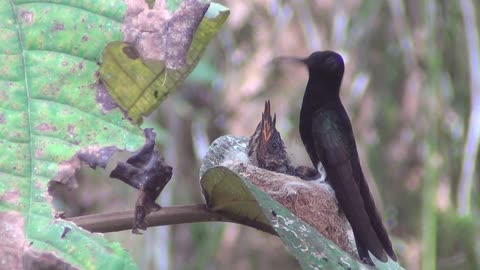 Black Jacobin feeding chicks