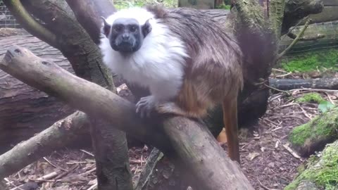 Cotton-top tamarin