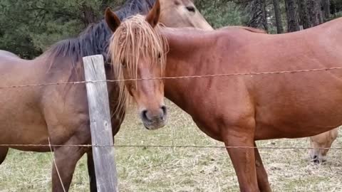 Horses - You Scratch my back. I Scatch your back