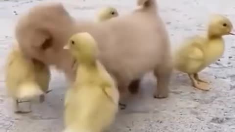 cute baby dog play with Duckling ?