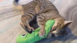 CAT LOVES WIGGLE PICKLE