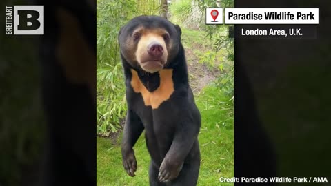 U.K. Zoo Assures Its Sun Bears Are Real After Viral Video of Human Behavior by Bears at Chinese Zoo