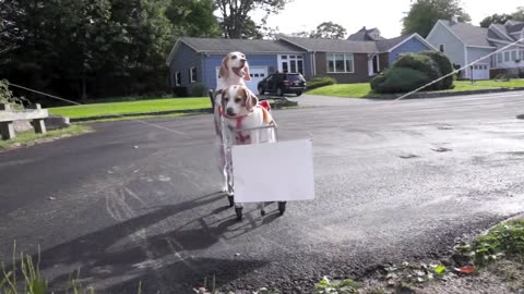 Dogs' Epic Shopping Cart Voyage: Funny Dogs