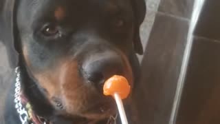 Dog eating lolipope