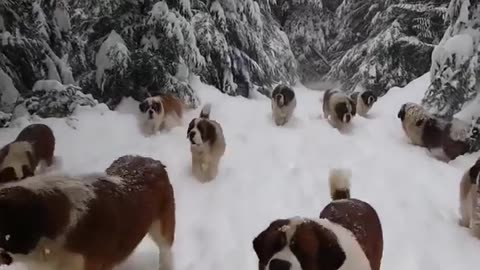 Dogs in Winter