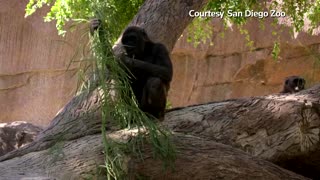 Gorillas at San Diego Zoo Safari Park diagnosed with Covid-19