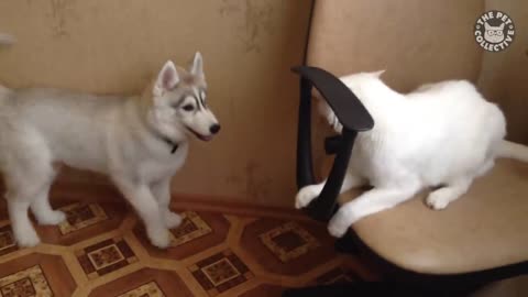 Funniest Husky Videos