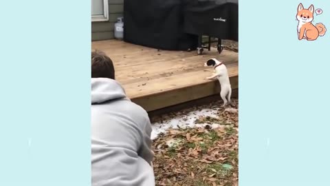 You will laugh at all the DOGS 🤣 Funny DOG Videos 😂🐶