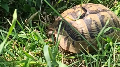 Meeting With A Turtle