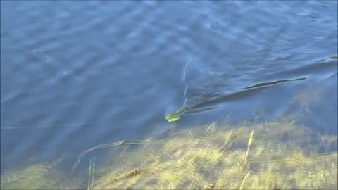 South Georgia Bass Fishing - Featuring Austin Futch