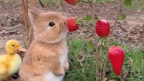 "Adorable Bunnies Enjoying Sweet Strawberries!"