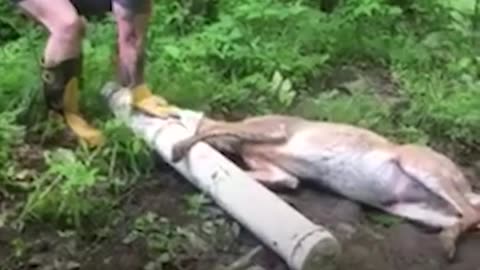 Couple Rescues Deer With Head Stuck In Pipe | The Dodo