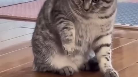 Funny cat and animals
