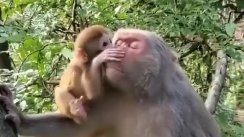 A very nice clip of a monkey and his mother mother's love