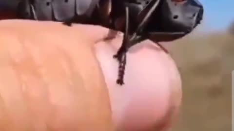 Weird fly