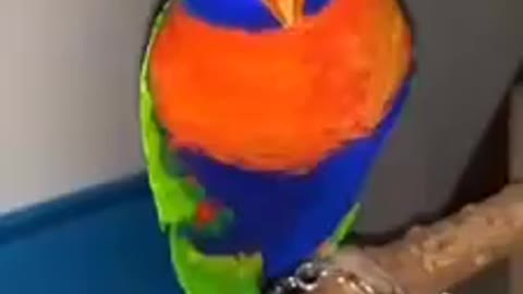 Beautiful parrot 💙🧡💚