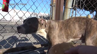 Homeless Pit Bull brothers, Goofy and Pluto almost got away from us!!! PHEW!!!