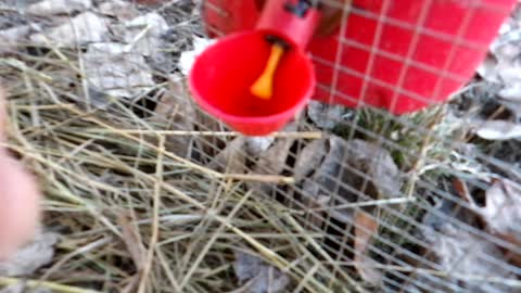 Flock it Farm: DIY heated waterer update, IT WORKS. Featuring the Pheasants Phineas and Pherb