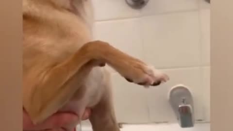 Dog manicure - He resist so hard 😂😂😂🤣🤣🤣