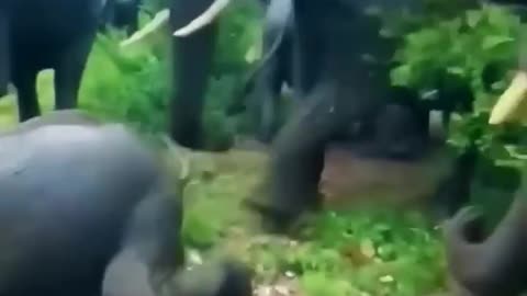 Elephant angry