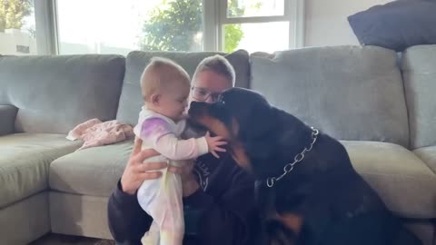 Rottweiler Tries To Cuddle Baby
