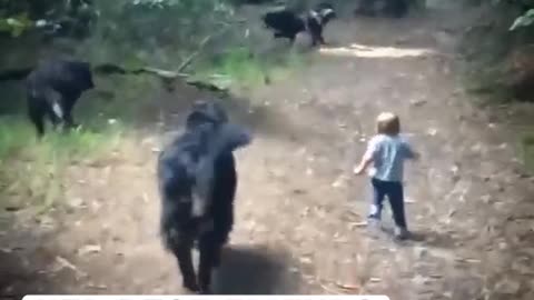 Little Girl Is Being Raised By Two Giant Dogs And They Do Everything Together