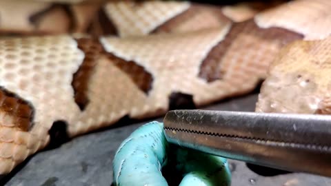 Copperhead eating a hornworm!