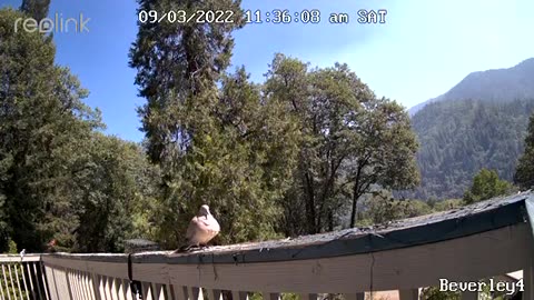 Mourning dove boasts chasing away woodpecker