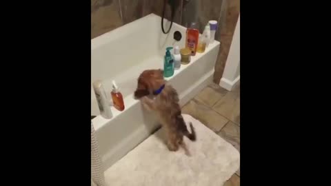 Funny dog videos