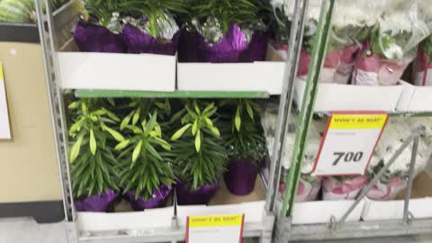 Flower garden in No frills