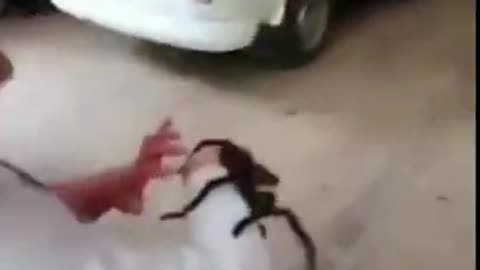 THIS BRAVE LITTLE GIRL HOLDING A TARANTULA #VIRAL #SHORT