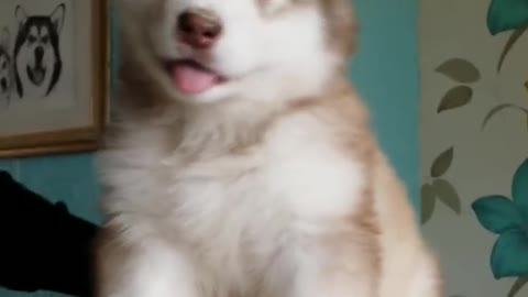 Adorable puppy head shake